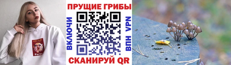 магазин    Истра  Псилоцибиновые грибы прущие грибы 